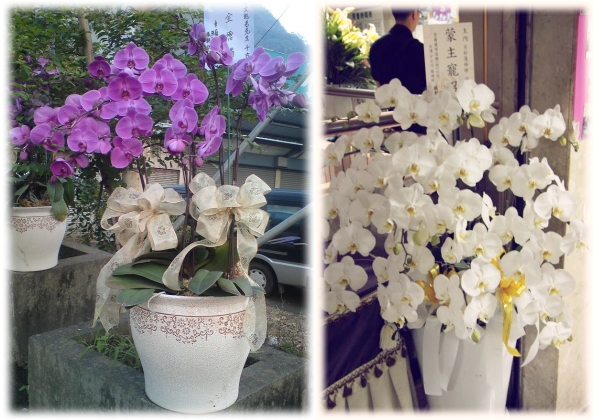蘭花-2